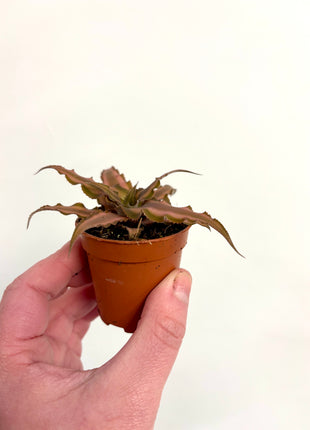 Cryptanthus