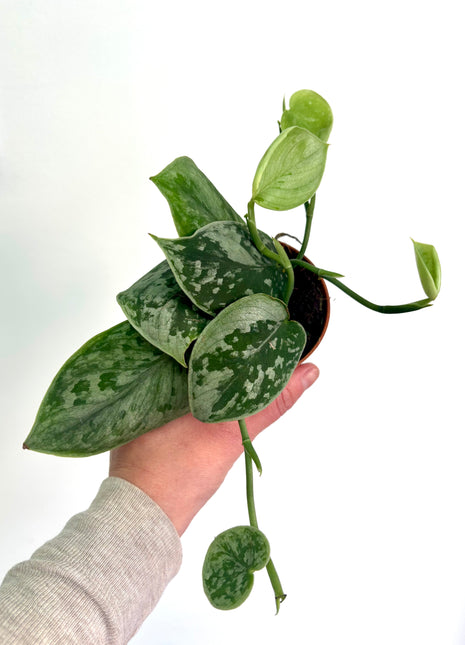 Scindapsus Silvery Ann