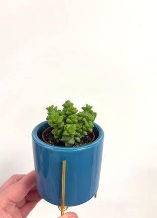 Mini blue pot