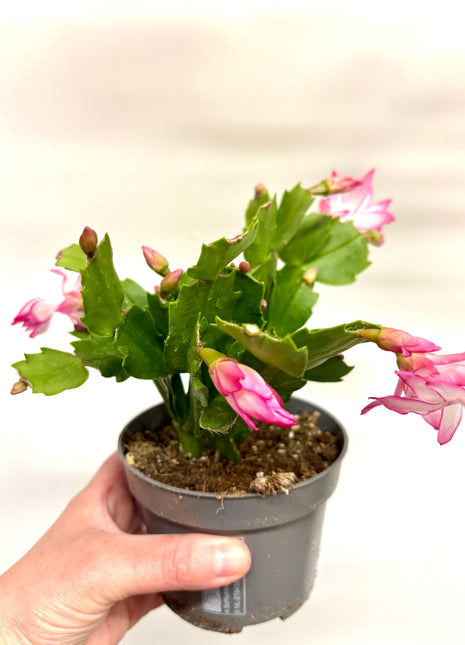 Schlumbergera