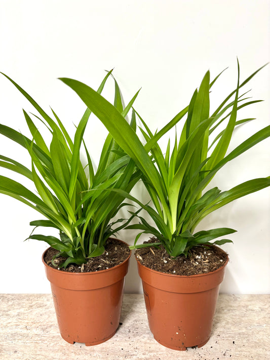 Chlorophytum Lemon
