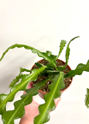Epiphyllum / Fishbone Cactus