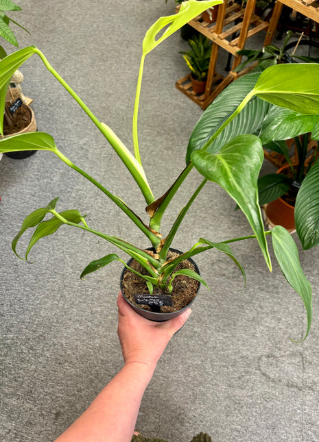 Monstera Burle Marx Flame