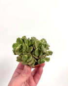 Cotyledon Ladismithiensis/Bear paws