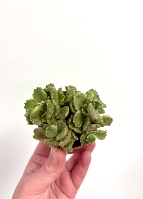 Cotyledon Ladismithiensis/Bear paws
