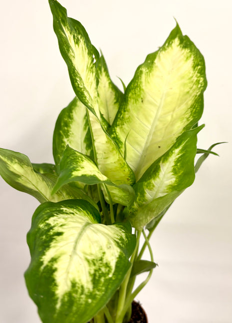 Dieffenbachia Camilla