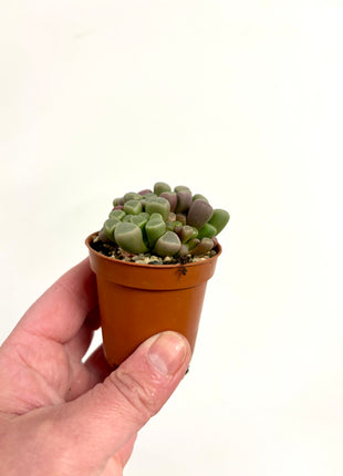 Fenestraria Rhopalophylla