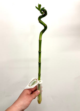 Dracaena Lucky Bamboo