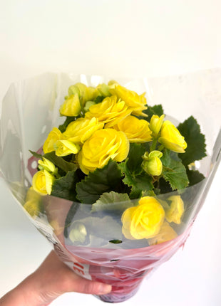 Begonia Du Gemend