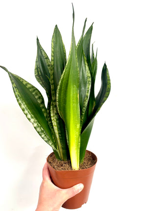Sansevieria Whitney