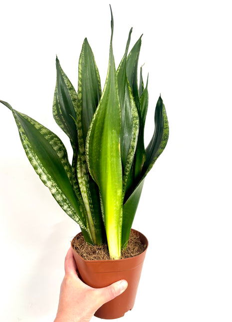 Sansevieria Whitney