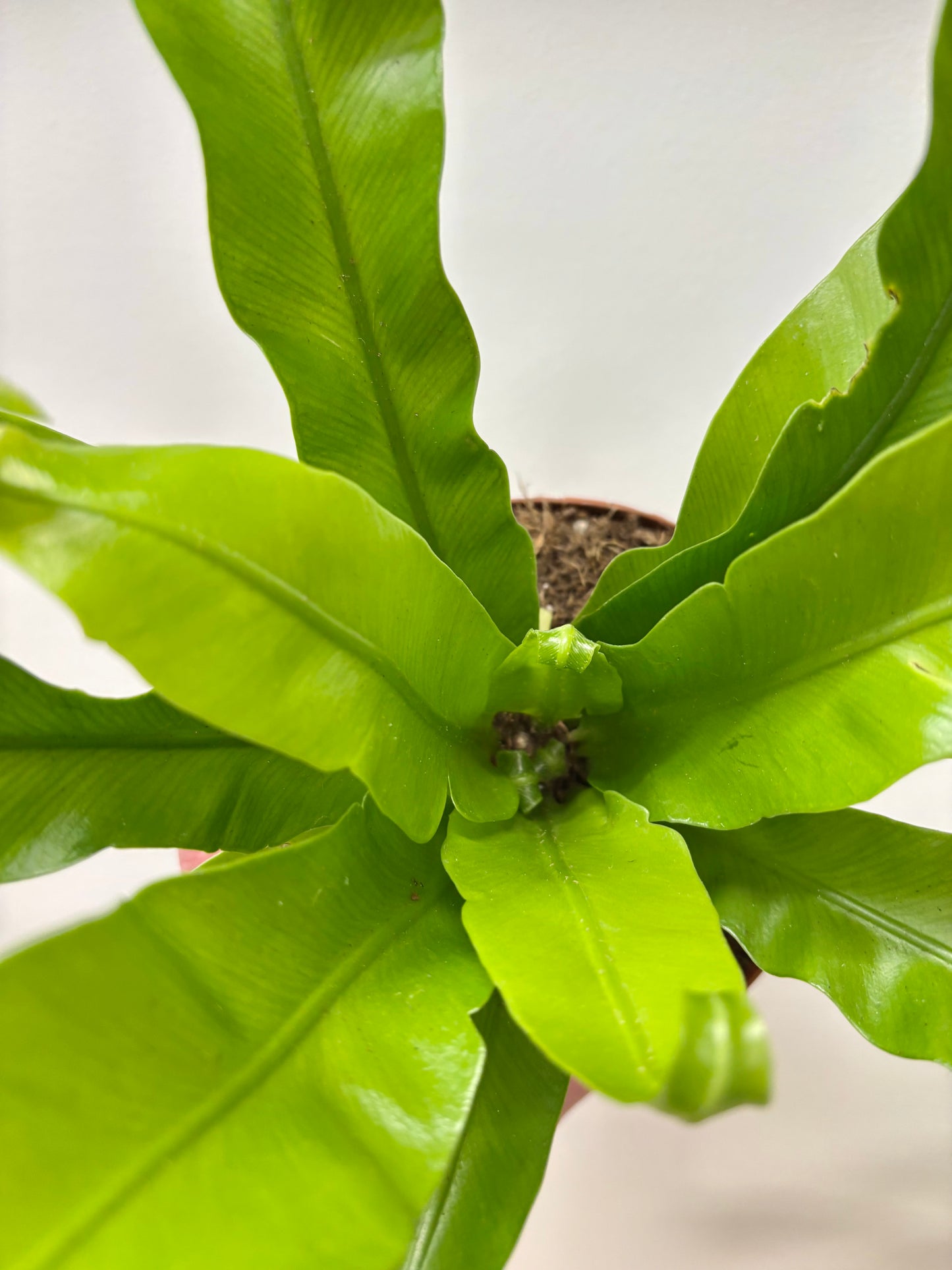 Asplenium Antiquum