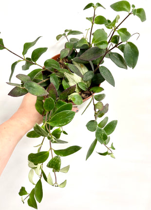 Aeschynanthus Variegata