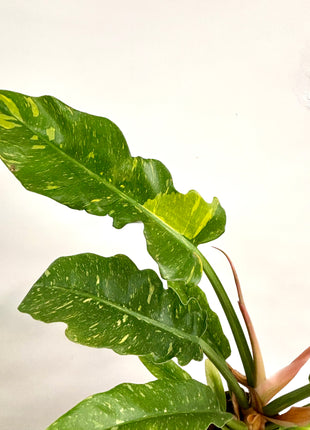 Philodendron Ring of Fire