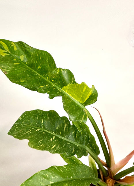 Philodendron Ring of Fire