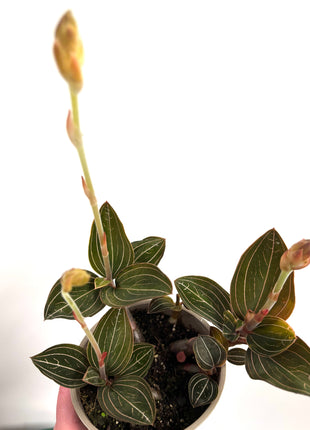 Ludisia Green Velvet / Jewel Orchid