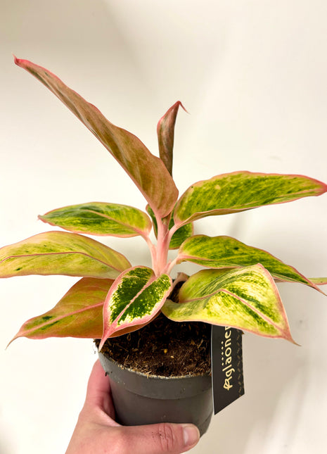 Aglaonema Salmon Fantasy