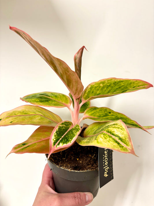 Aglaonema Salmon Fantasy