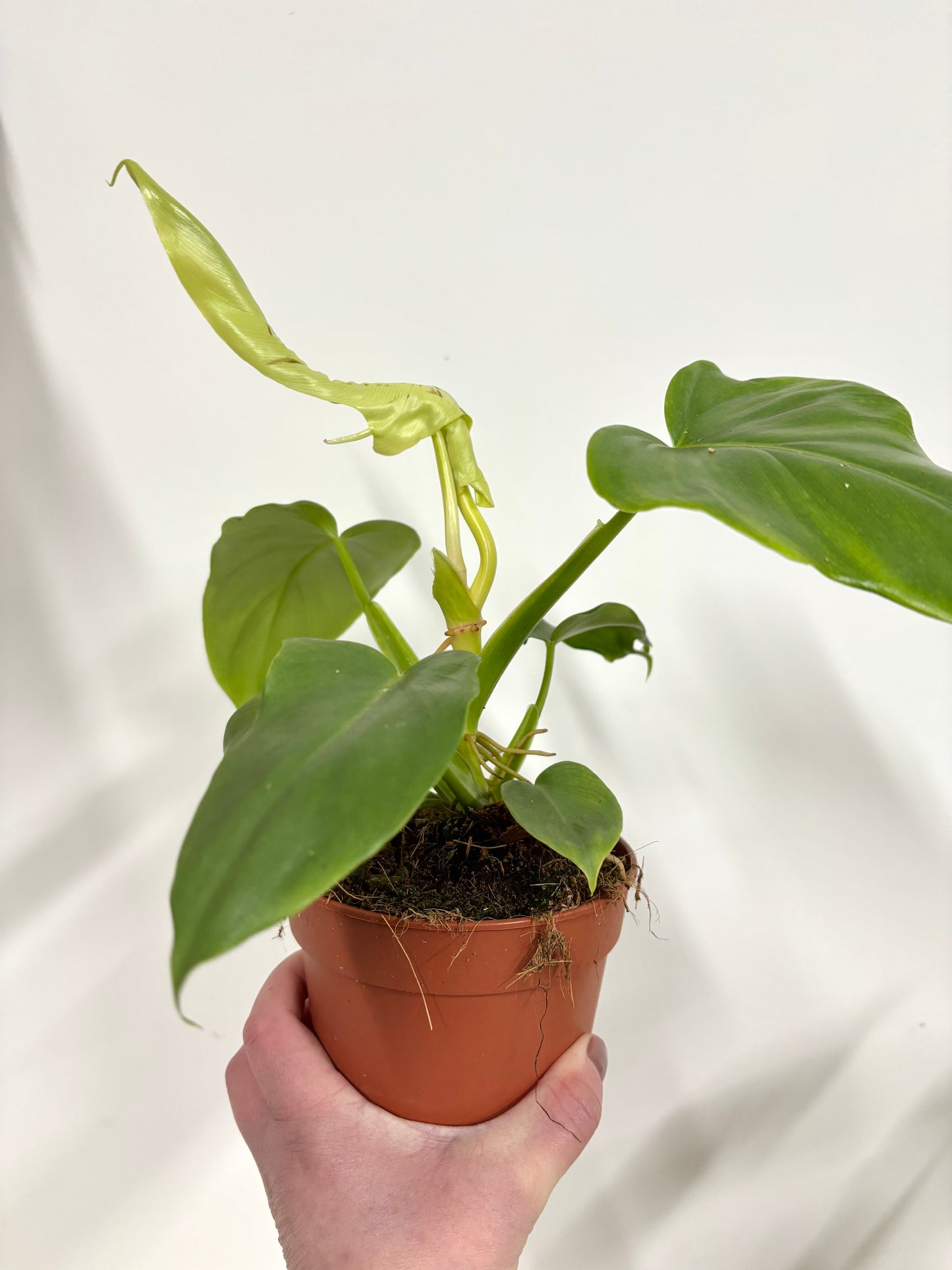 Philodendron Golden Violin