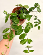 Aeschynanthus Variegata