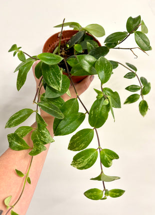 Aeschynanthus Variegata