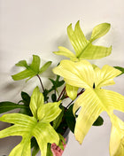 Philodendron Florida