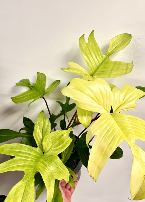 Philodendron Florida