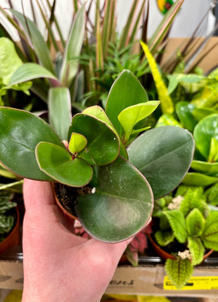 9cm mixed random plants
