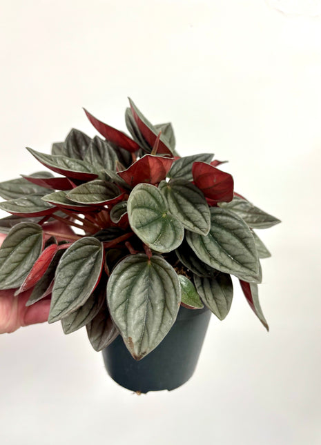 Peperomia Napoli Nights