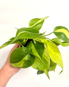 Philodendron Scandens Brasil