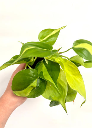 Philodendron Scandens Brasil