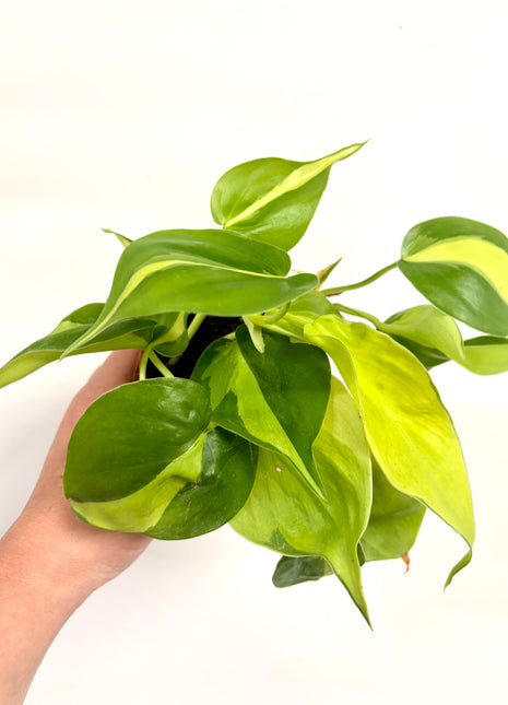 Philodendron Scandens Brasil