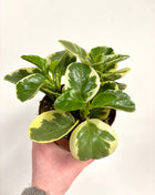 Peperomia Obtipan Bicolor