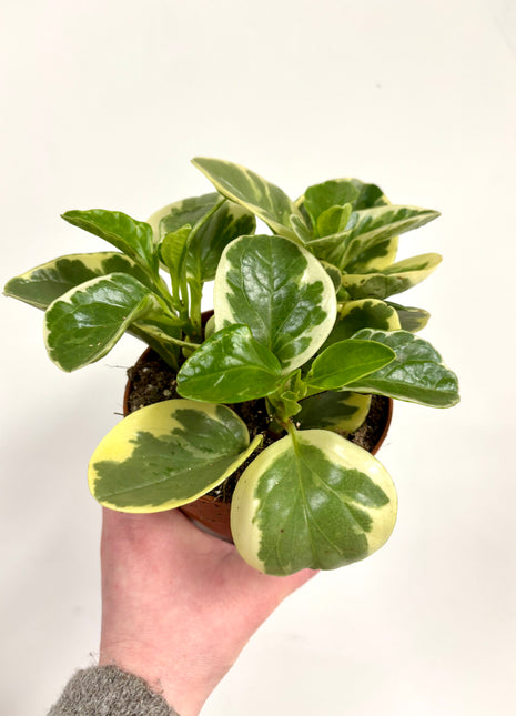 Peperomia Obtipan Bicolor