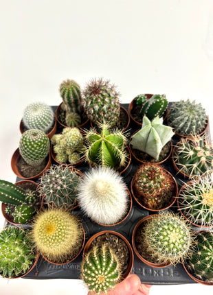 Cactus