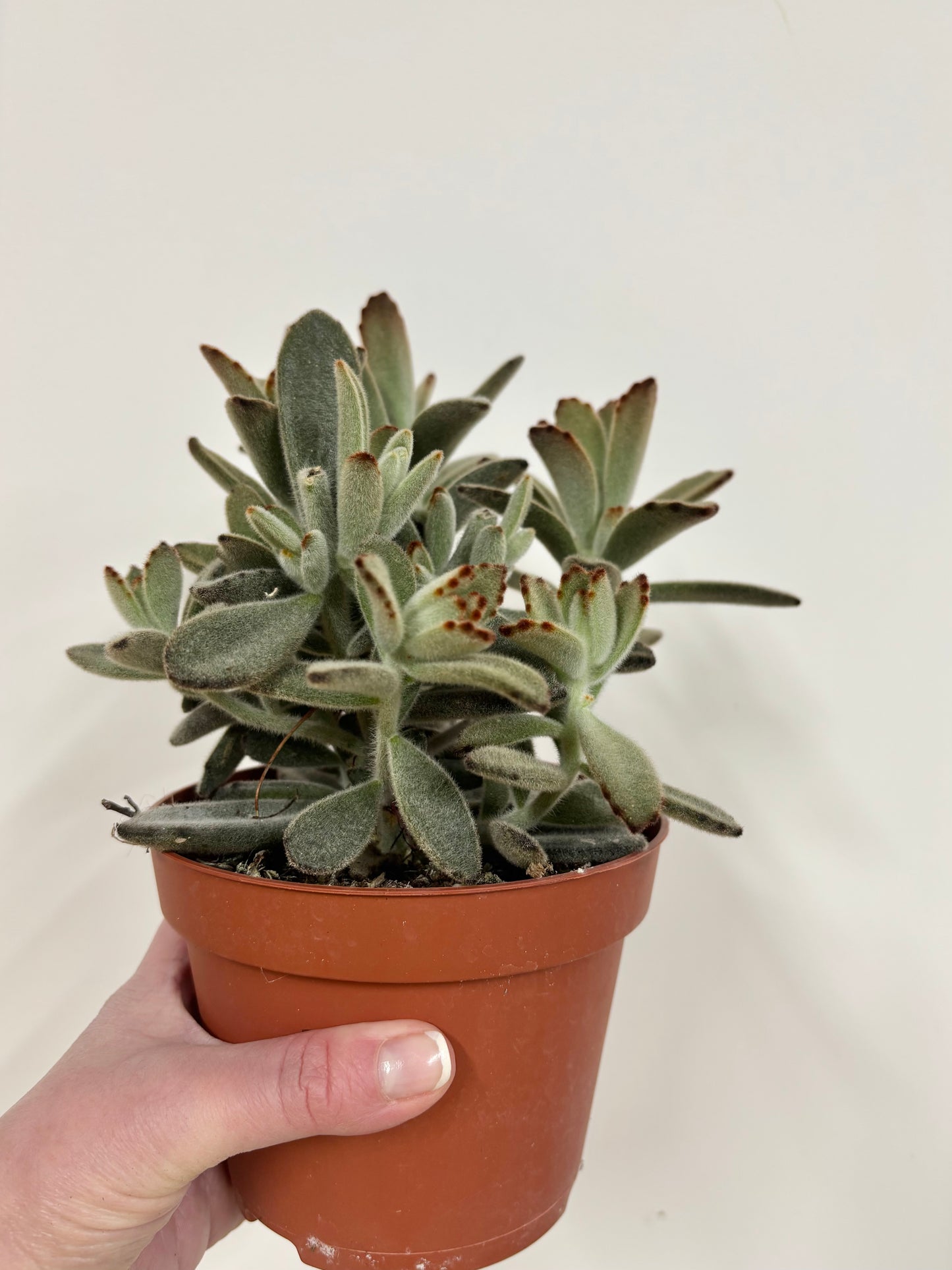 Kalanchoe Tomentosa