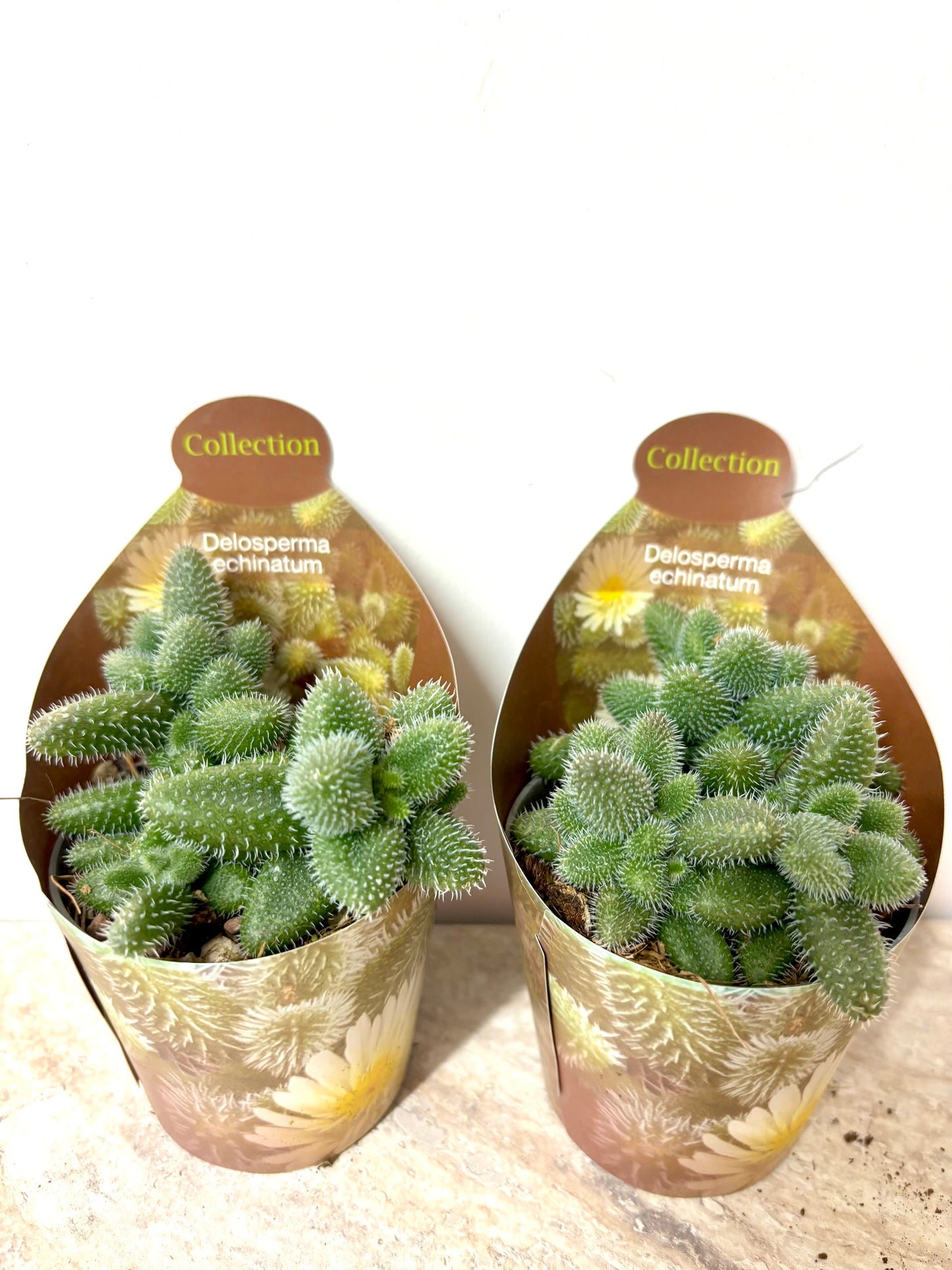 Delosperma Echinatum