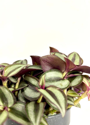 Tradescantia Purpusii