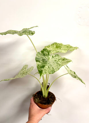 Alocasia Batik Variegata