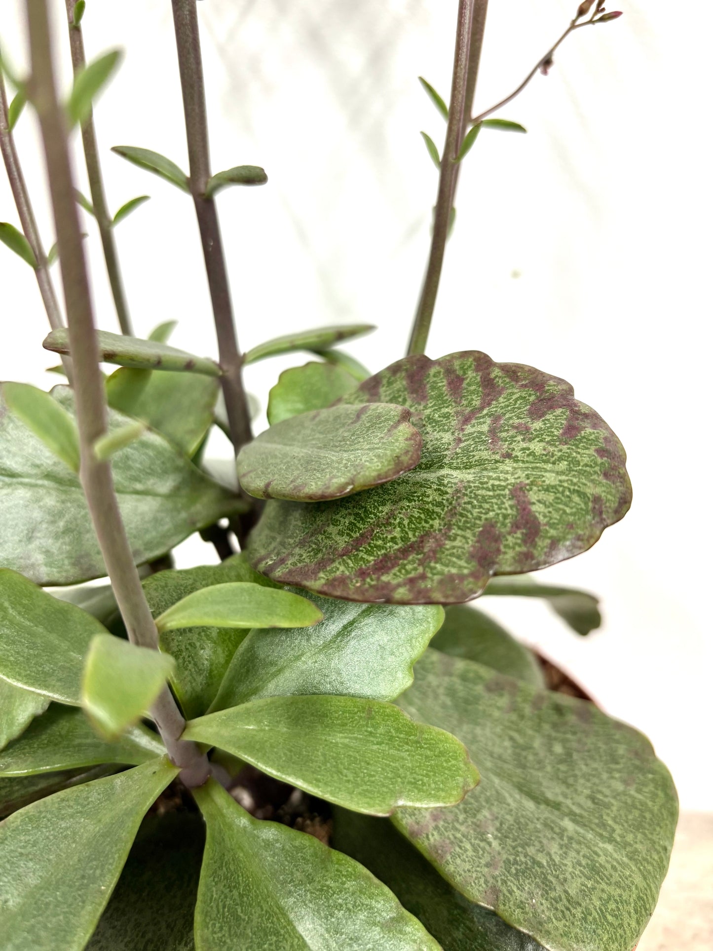 Kalanchoe Suprising Canyon