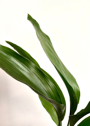 Aspidistra Elatior