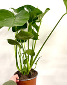 Monstera Deliciosa
