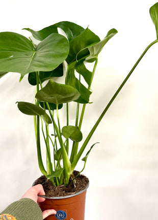 Monstera Deliciosa