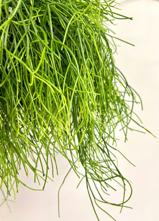 Rhipsalis in hanging pot