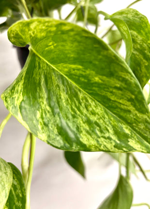 Epipremnum Marble Queen