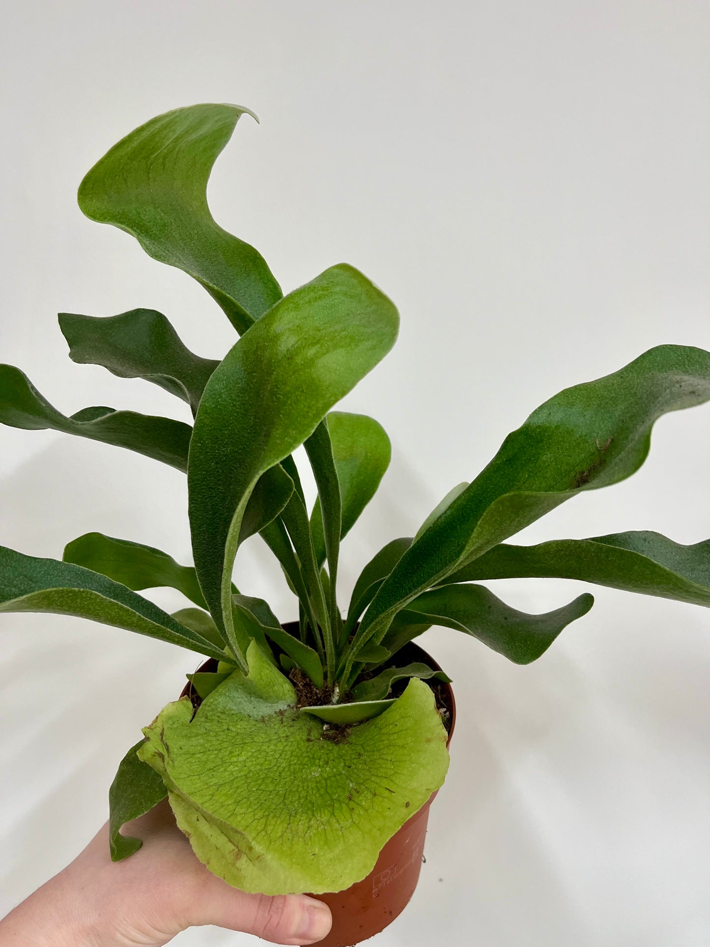 Platycerium Biforcatum / Staghorn Fern