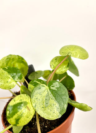 Pilea Peperomioides Mojito