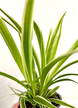 Chlorophyttum / Spider plant