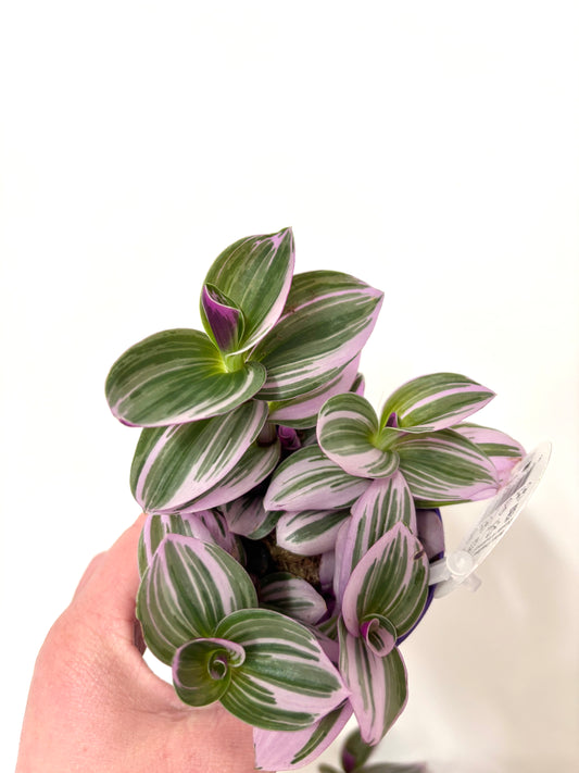 Tradescantia Nanouk