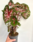 Caladium Carolyn Whorton